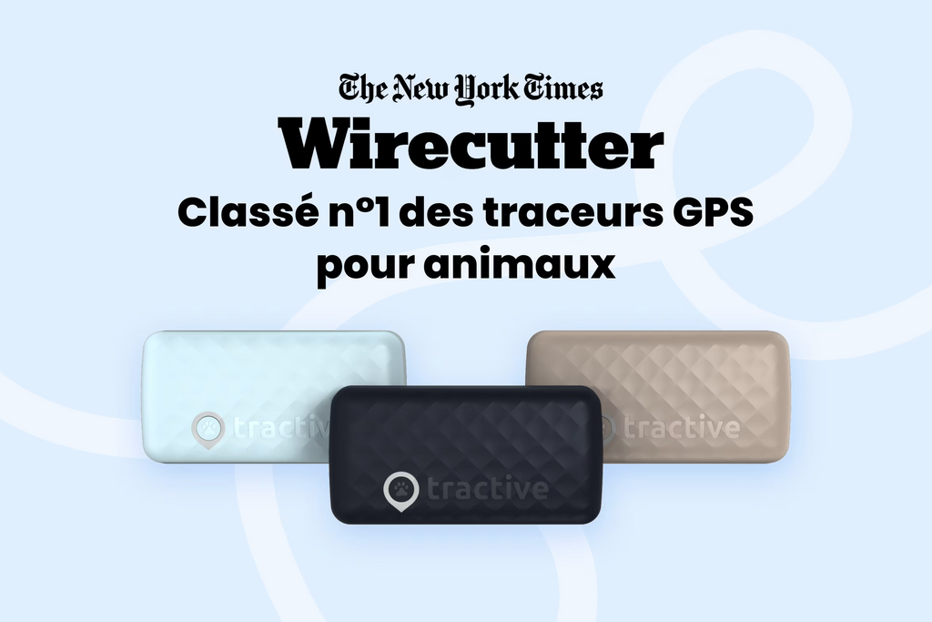 PetVision CAT Vision 6