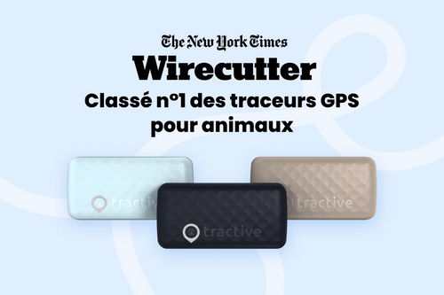 PetVision CAT Vision 6