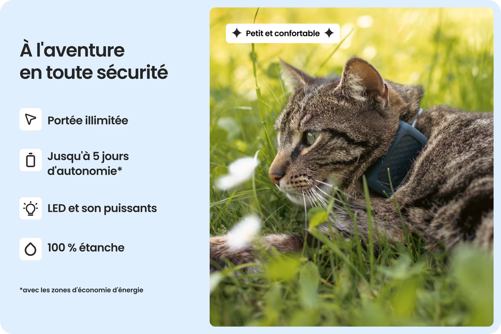 PetVision CAT Vision 6