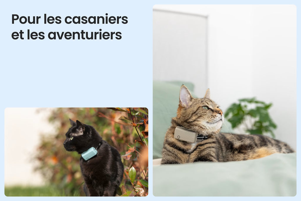 PetVision CAT Vision 6