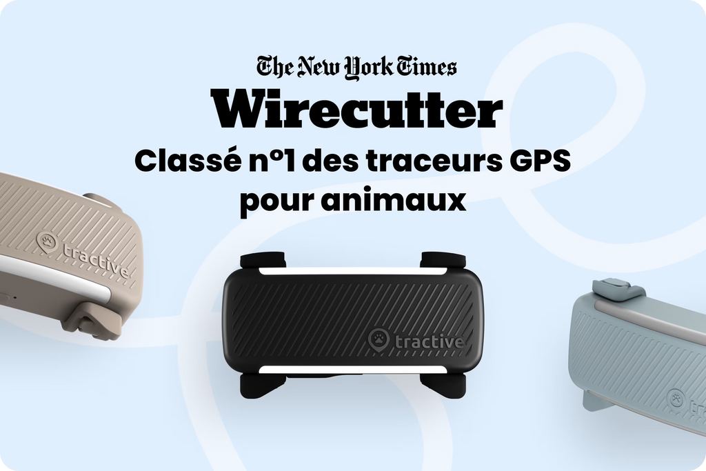 PetVision DOG Vision 6