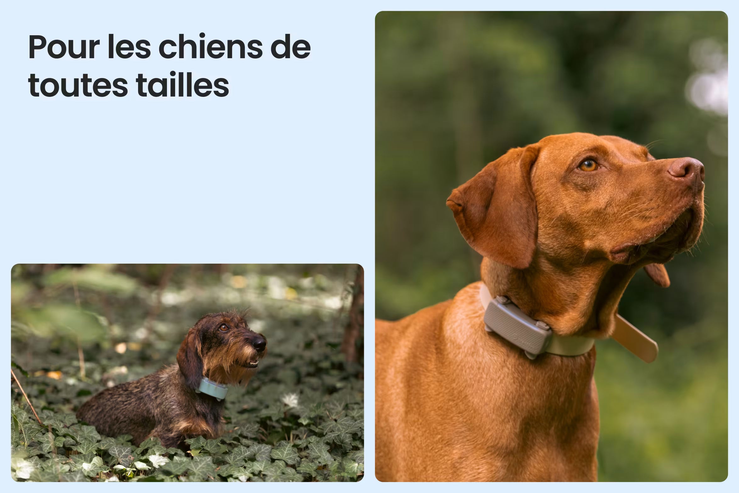 PetVision DOG Vision 6